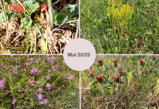 202505-Wiesen-News